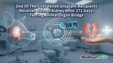 One Of The First Xenotransplant Recipients Receives Human Kidney After 271 Days, Testing Animal Organ Bridge