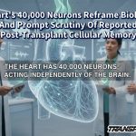 Heart’s 40,000 Neurons Reframe Biology And Prompt Scrutiny Of Reported Post-Transplant Cellular Memory