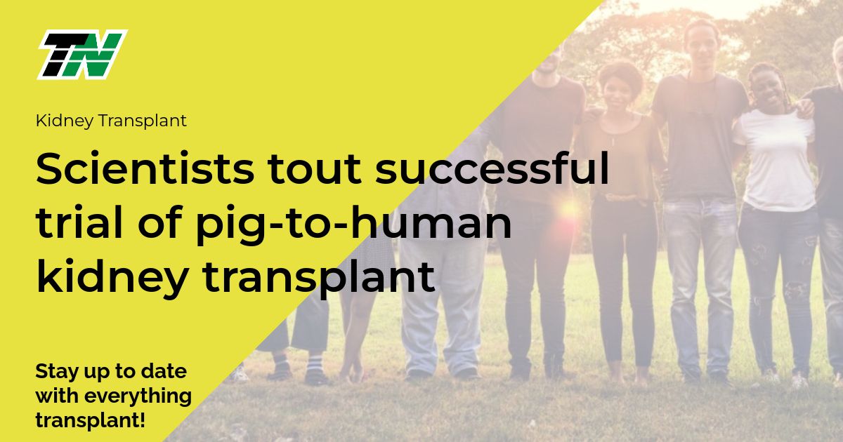 Scientists tout successful trial of pig-to-human kidney transplant
